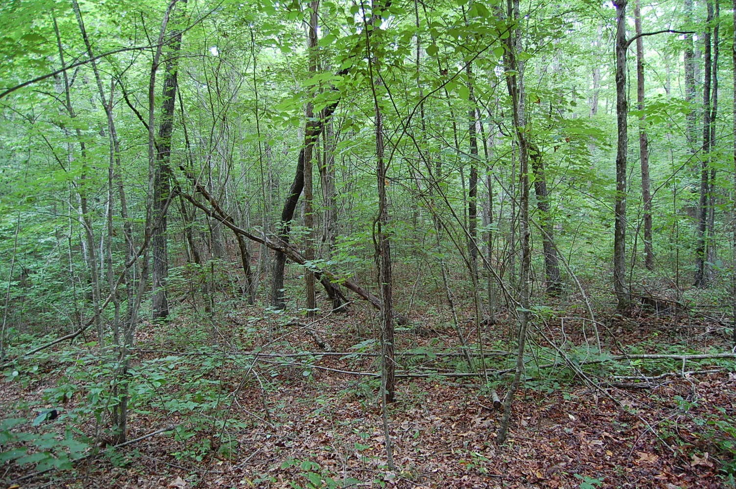 11 Flat Mountain Road Dunlap, TN 37327 - Photo 13 of 24 Gallery Image 13