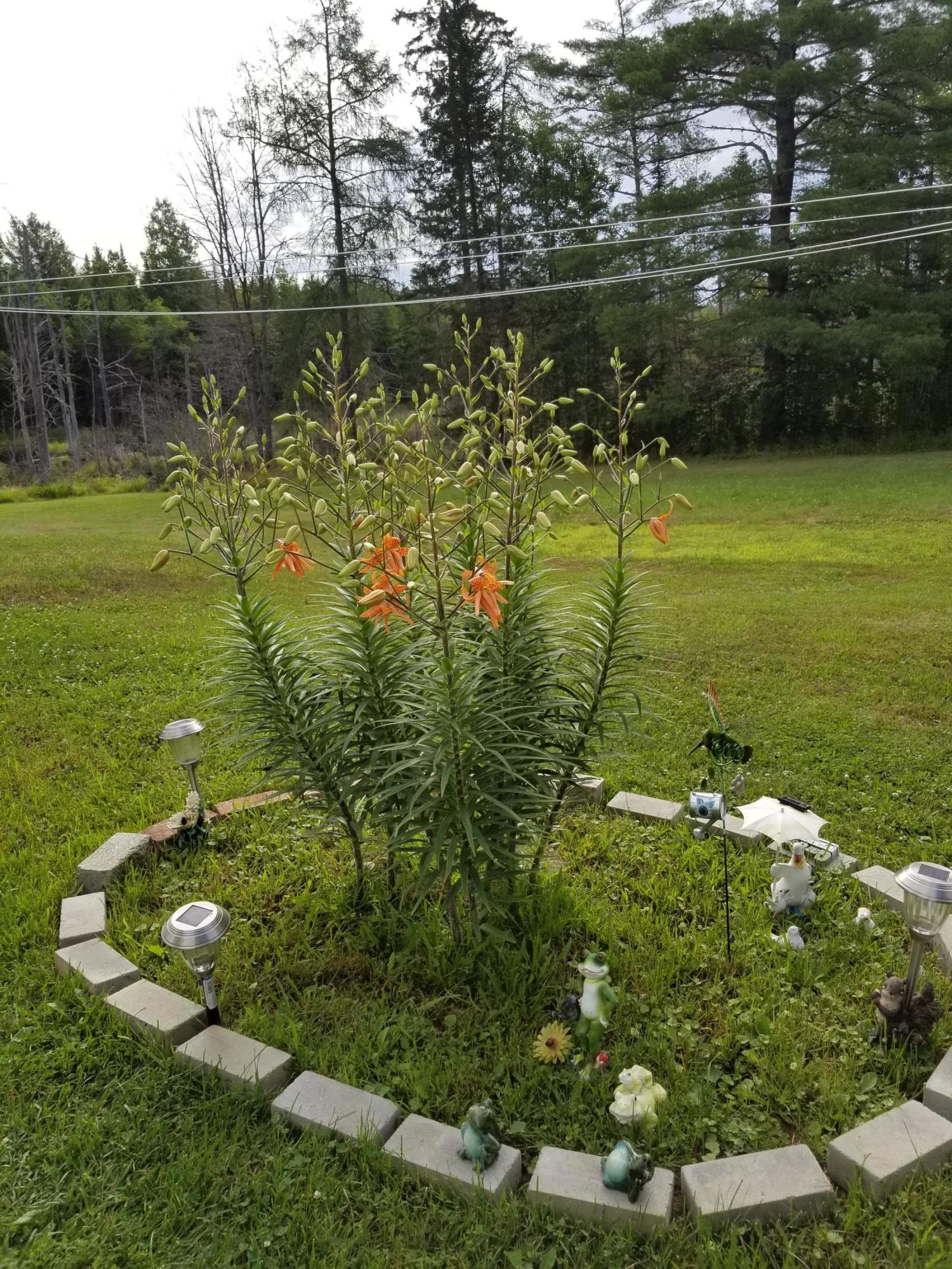 1715 Main Road Enfield, ME 04493 - Photo 28 of 37 FLowers