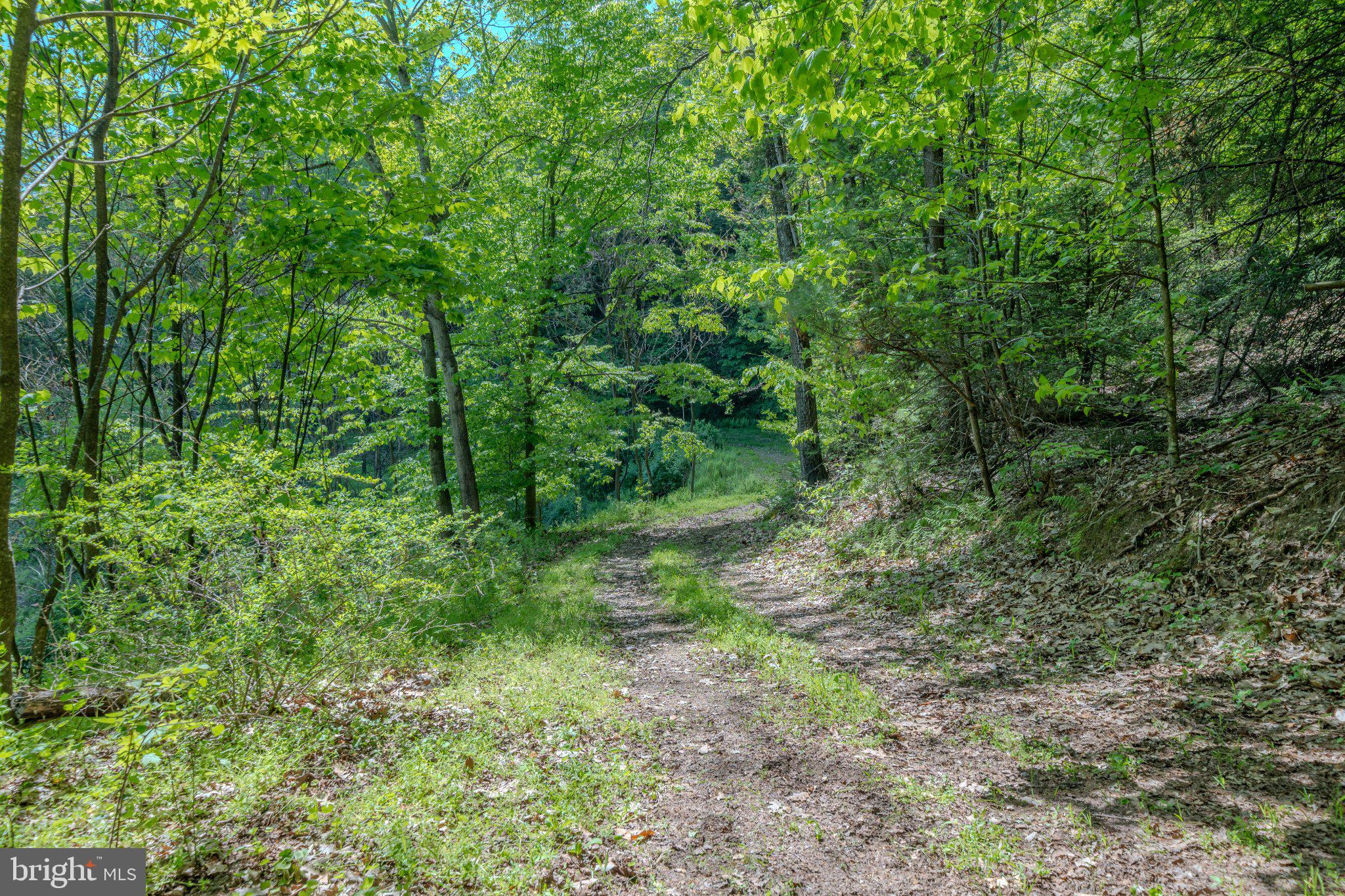 1520 Lingle Valley Road Milroy, PA 17063 - Photo 79 of 144 Serene forest path beckons adventure.