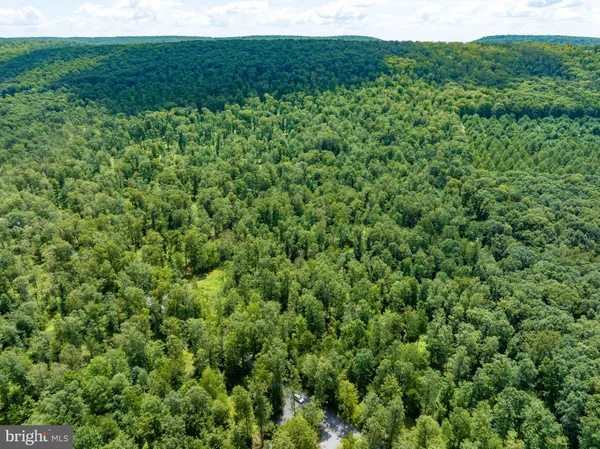 a view of a lush green space