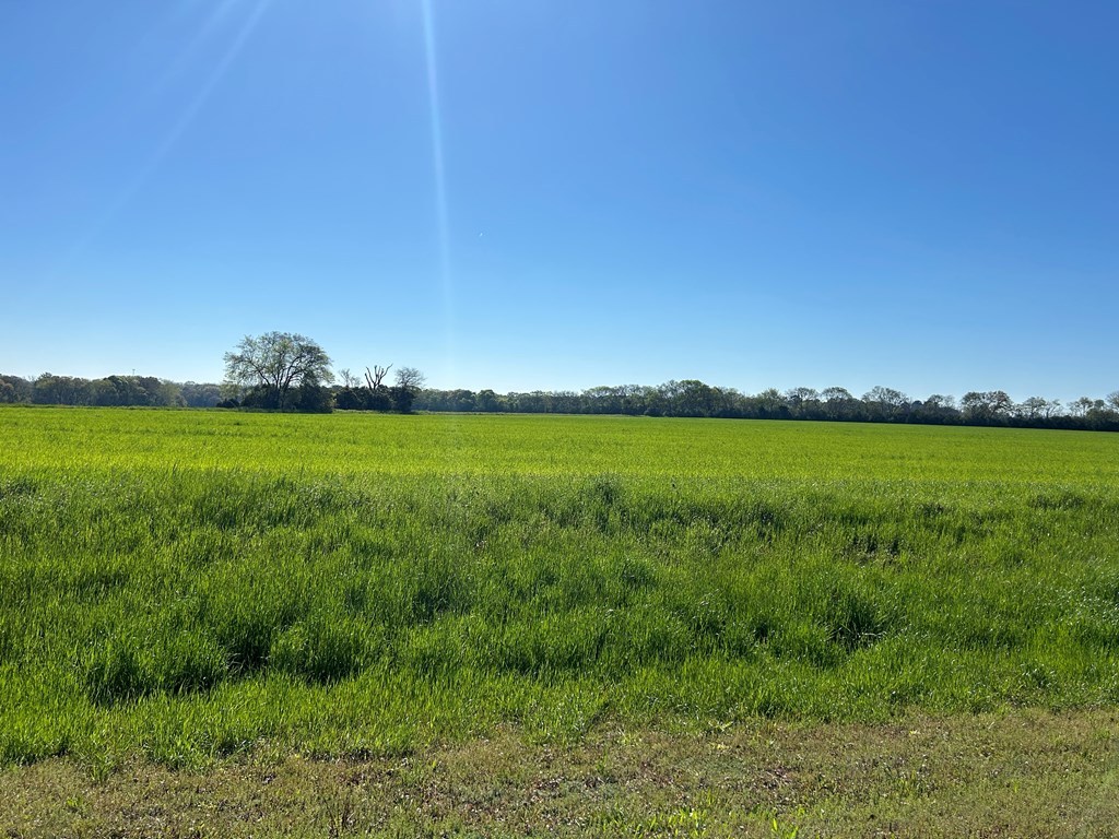 16.14-ac Lees Bridge Road Midland City, AL 36350 - Photo 5 of 28