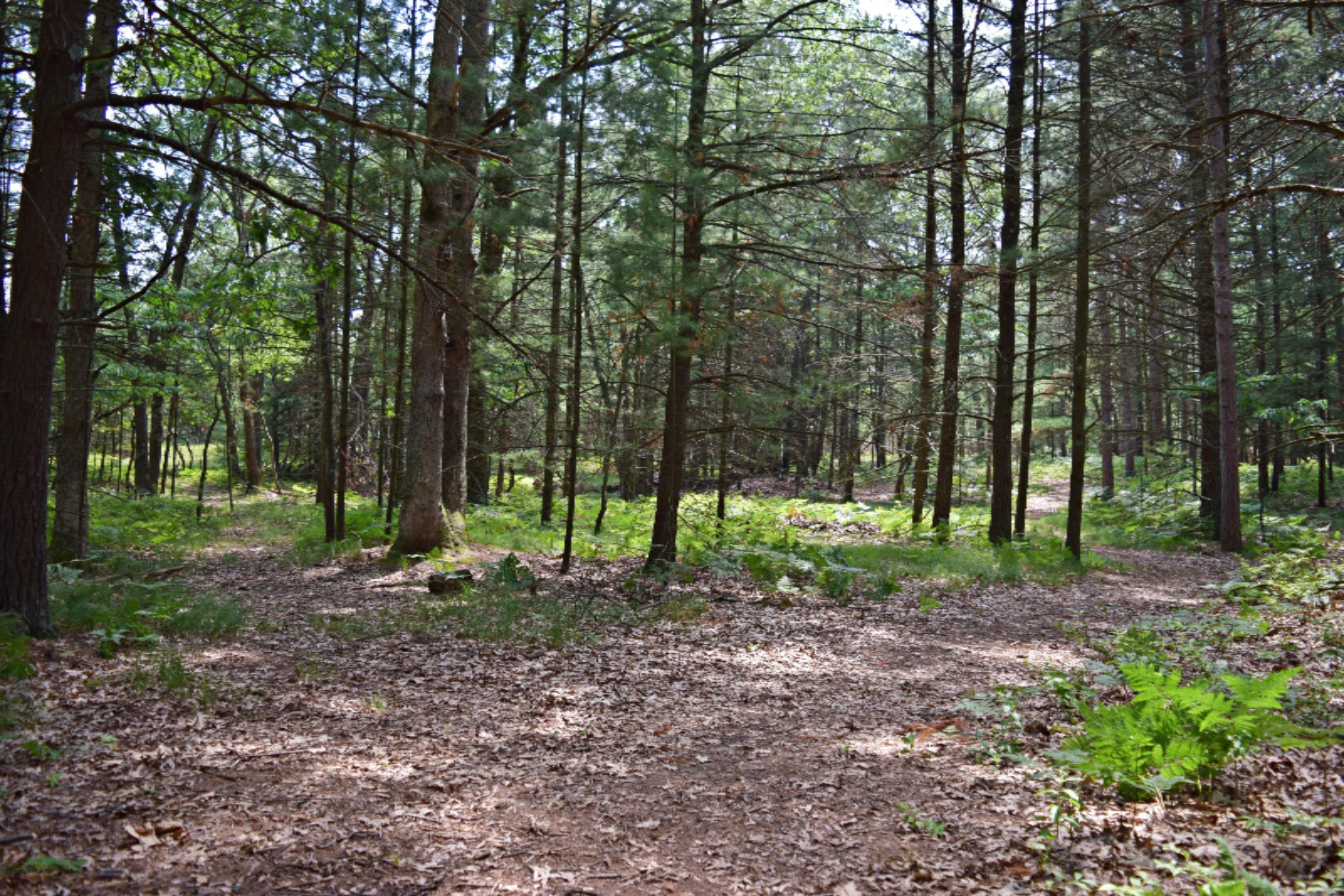 6131 Longbridge Road Pentwater, MI 49449 - Photo 59 of 68 DSC_0926