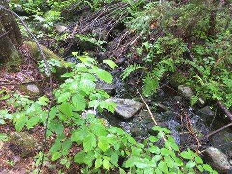 Lot 31 Moose Road Howland, ME 04448 - Photo 6 of 12 Brook 1