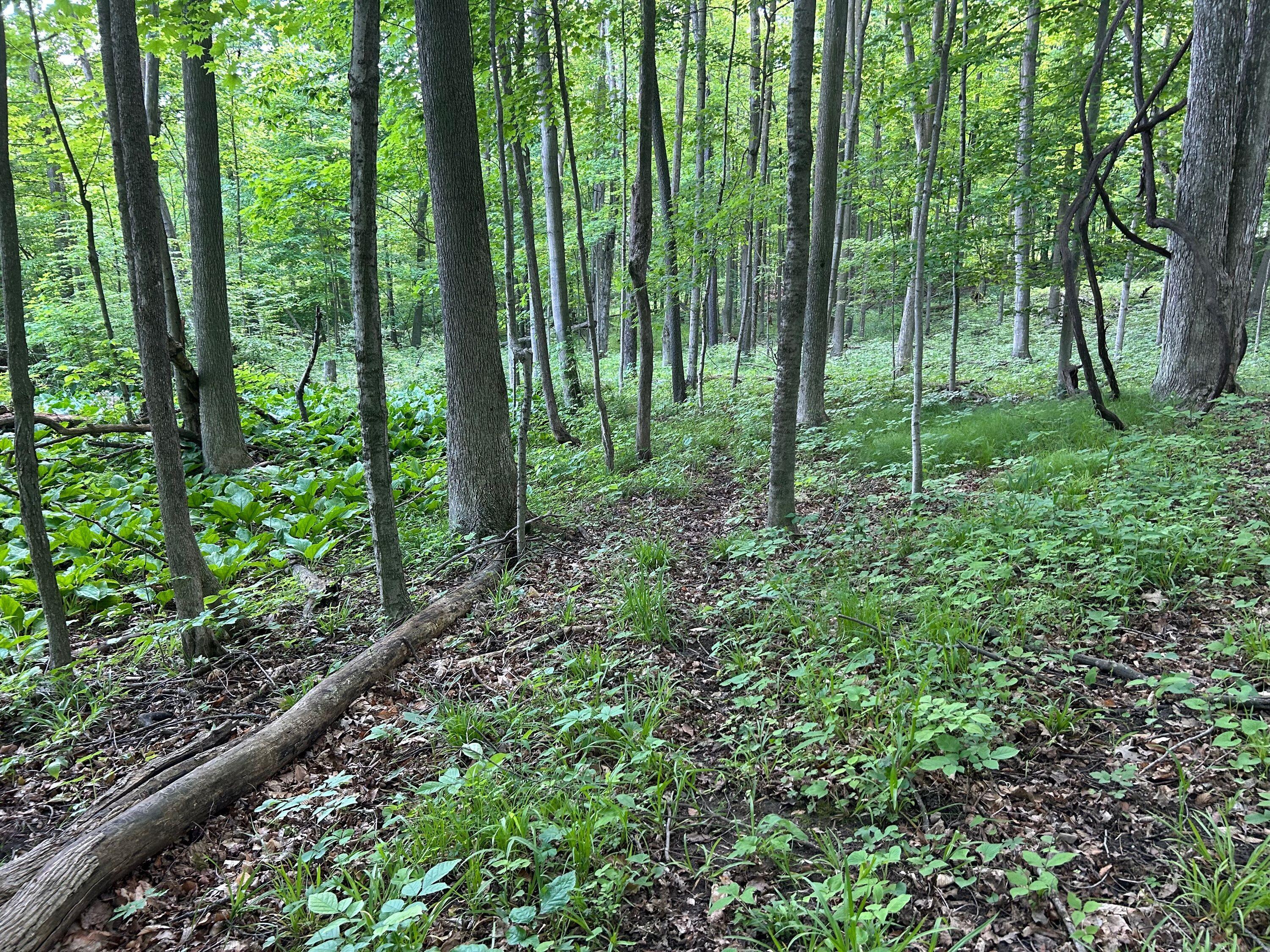 15300 Rome Road Manitou Beach, MI 49253 - Photo 18 of 59 IMG_2959