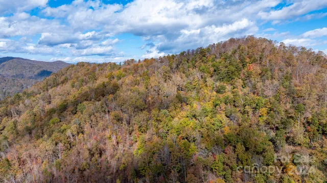 a view of a bunch of trees