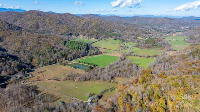 a close up of a tree