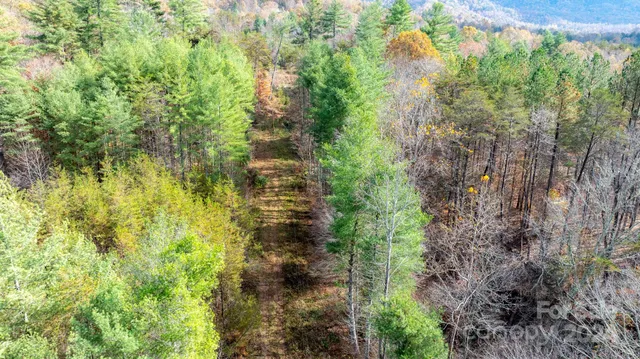 a close up of a plant in a garden