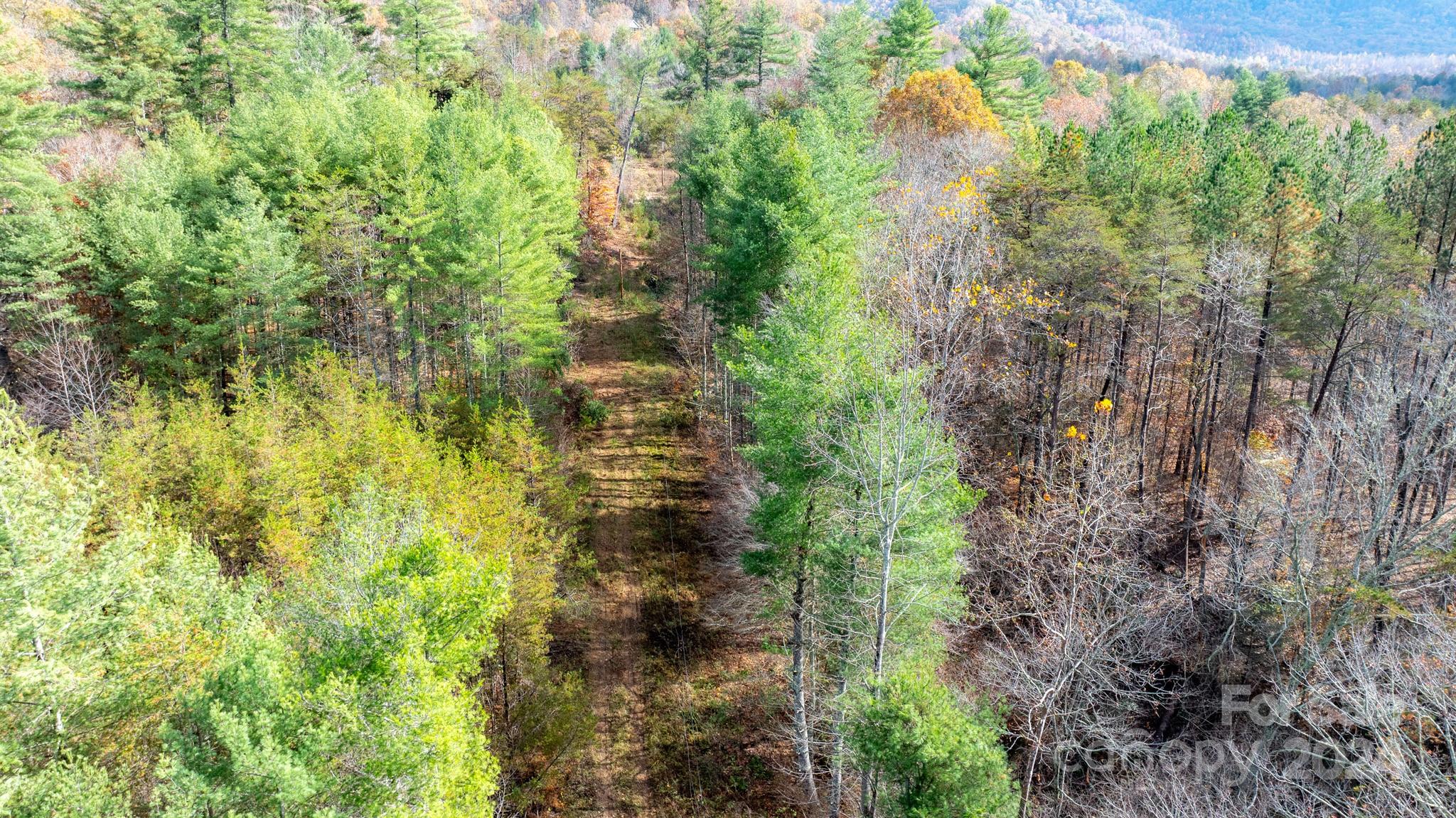 Tbd Wilkerson Way Marion, NC 28752 - Photo 4 of 35 a close up of a plant in a garden