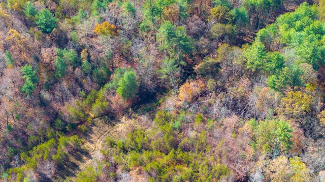 a picture of flowers