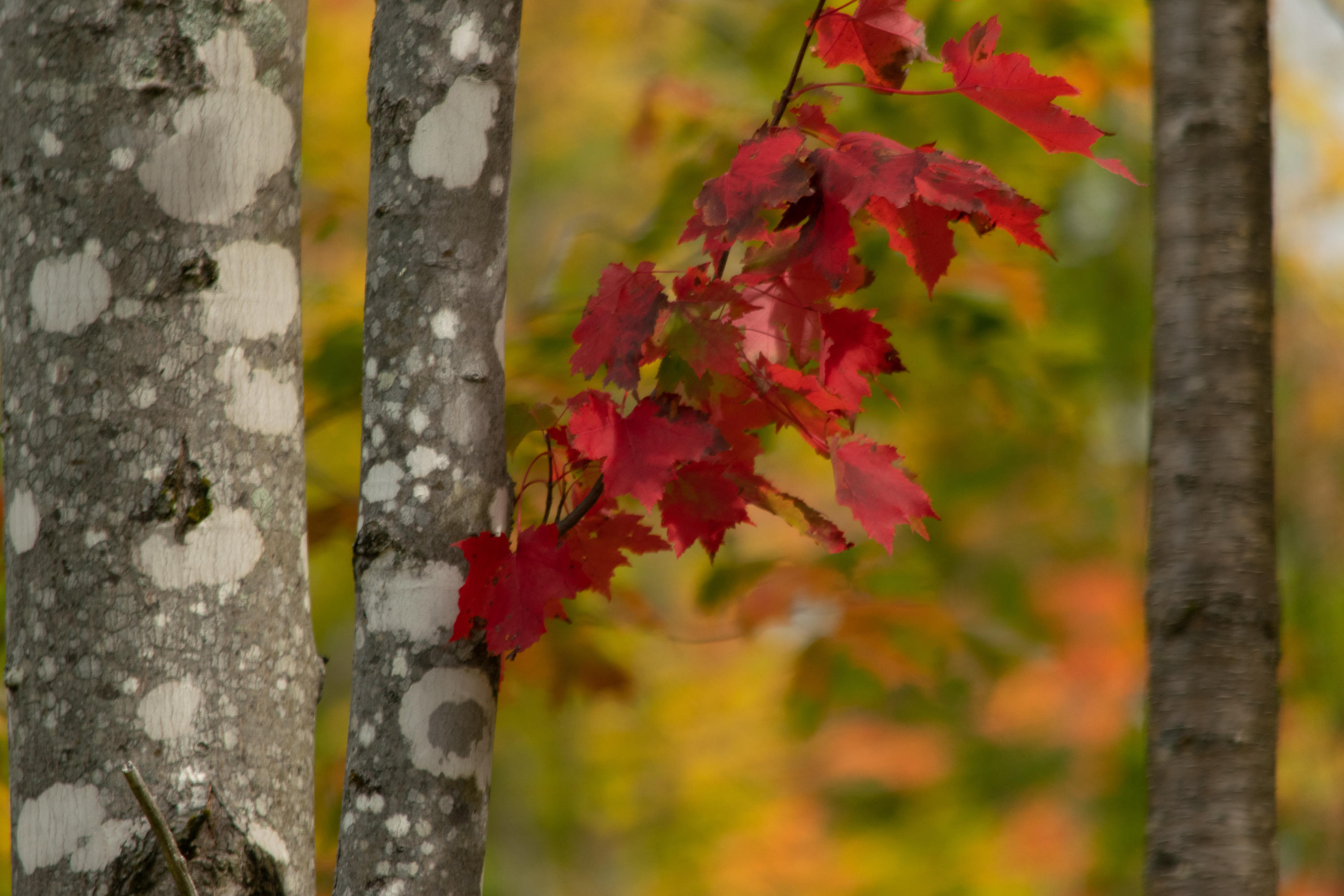 Lot 69 Cyr Rd Mount Mount Chase, ME 04765 - Photo 3 of 14 DSC_1471