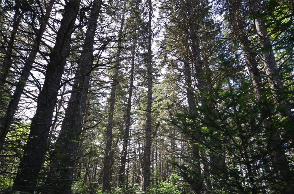260 Little Machias Road Cutler, ME 04626 - Photo 10 of 20 Land