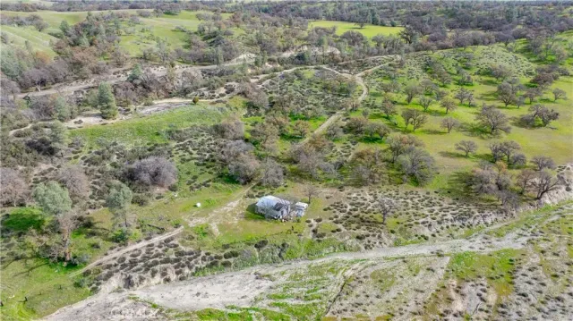 a view of a yard with plants and large trees
