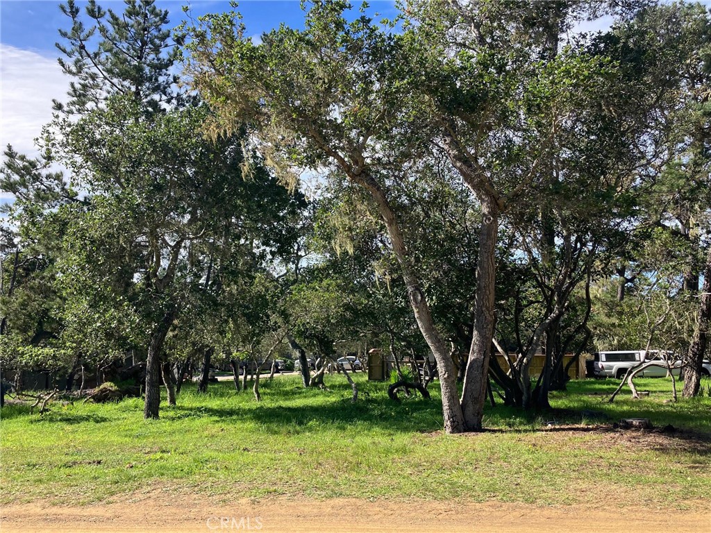 0 Cowper Street Cambria, CA 93428 - Photo 6 of 7 a view of a park with large trees