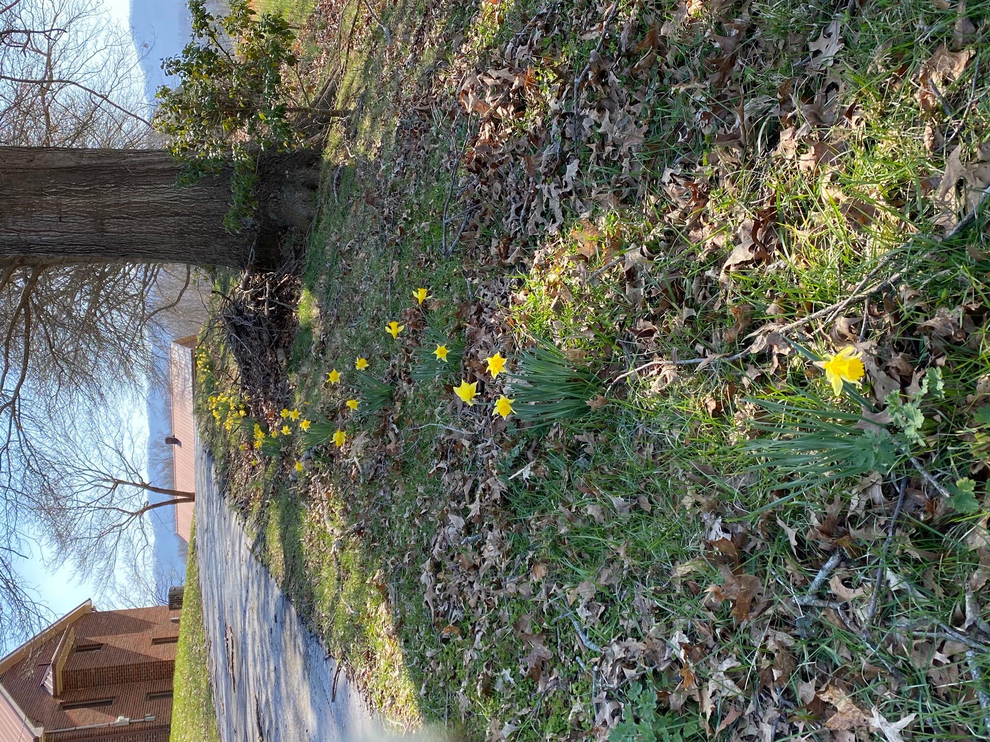 535 Cocke County Road Greeneville, TN 37743 - Photo 54 of 54 McClure Daffodills