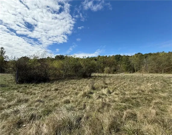 a view of a forest with trees in the background