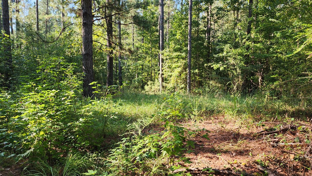 Lot Size Lot Size Road Hamilton, GA 31811 - Photo 11 of 23 Gallery Image 11