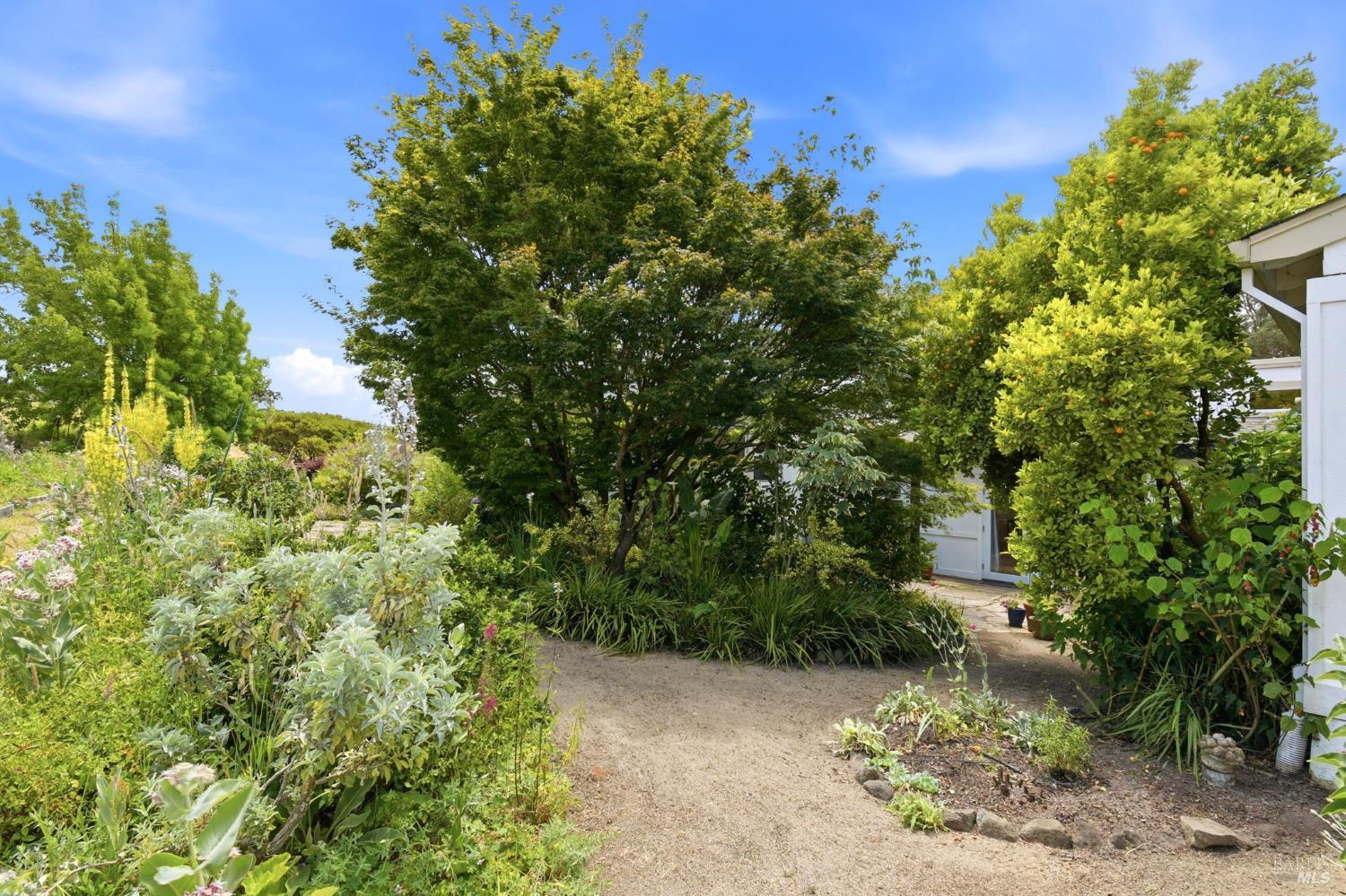 3223 Canfield Road Sebastopol, CA 95472 - Photo 39 of 58 Exotic Flowers fill Walk-Way