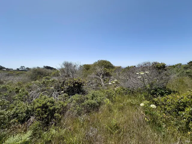 a view of a lush green forest