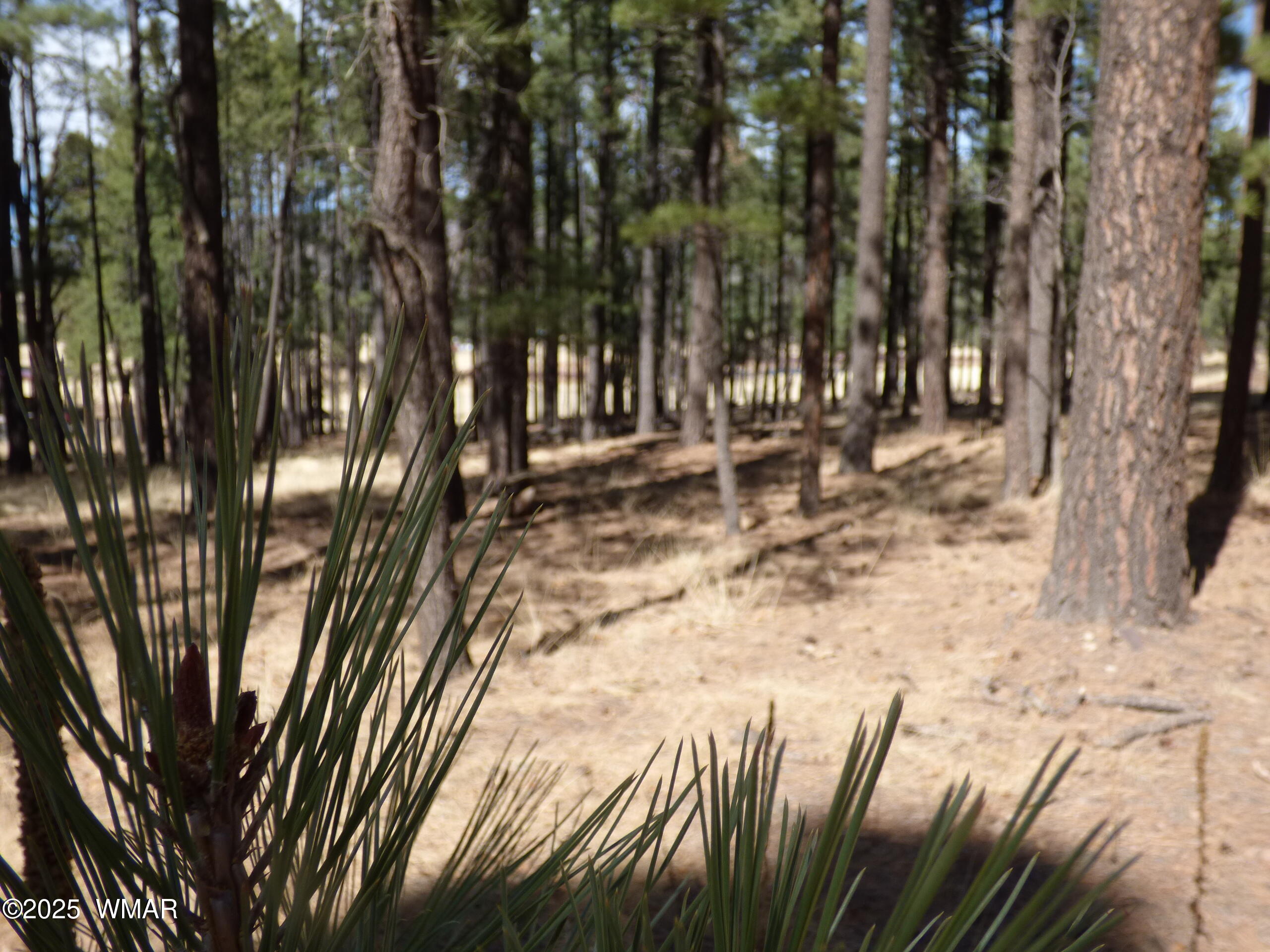 8 B County Road 2267 Road Alpine, AZ 85920 - Photo 12 of 55 P1330495
