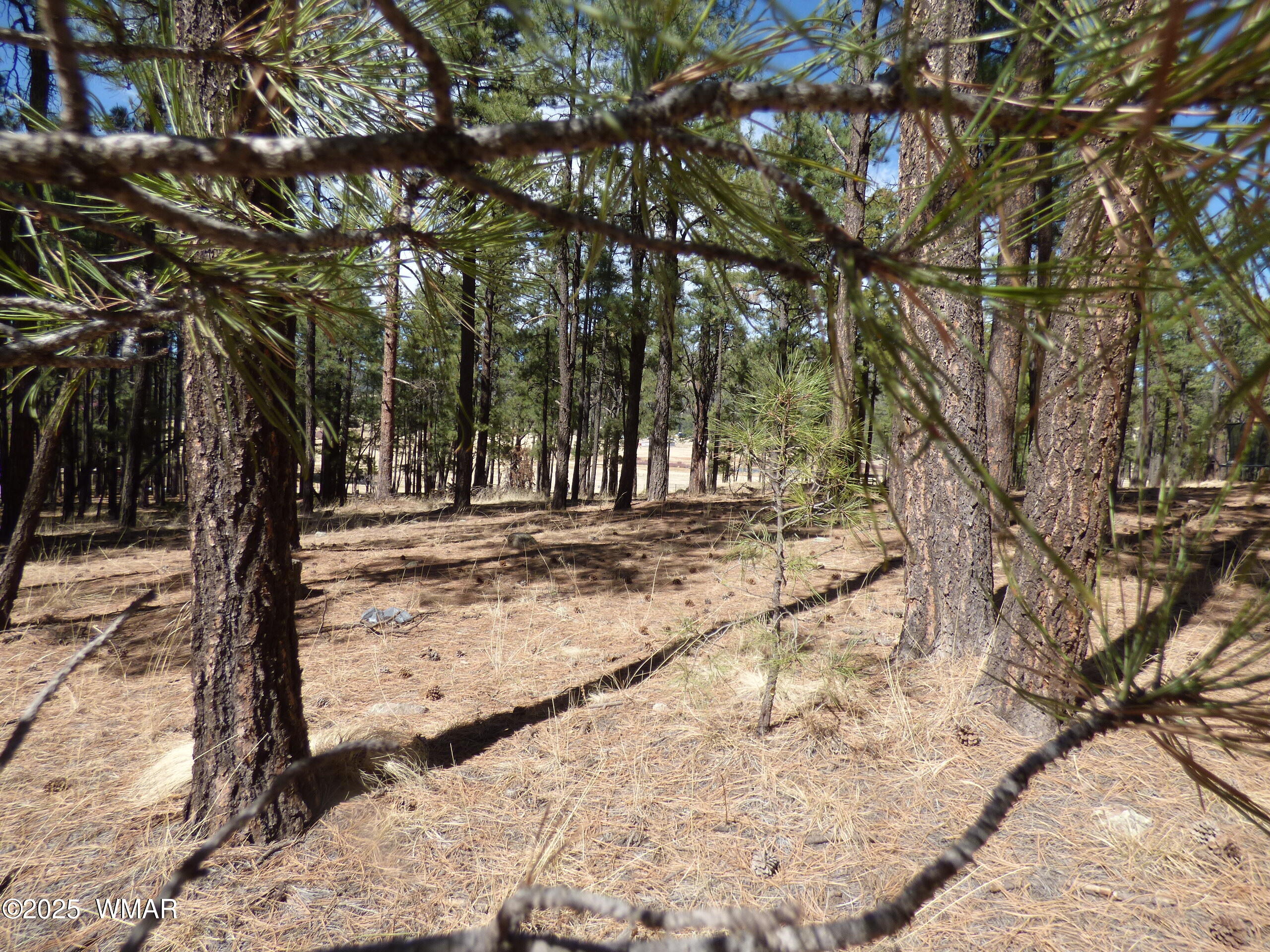 8 B County Road 2267 Road Alpine, AZ 85920 - Photo 14 of 55 P1330505