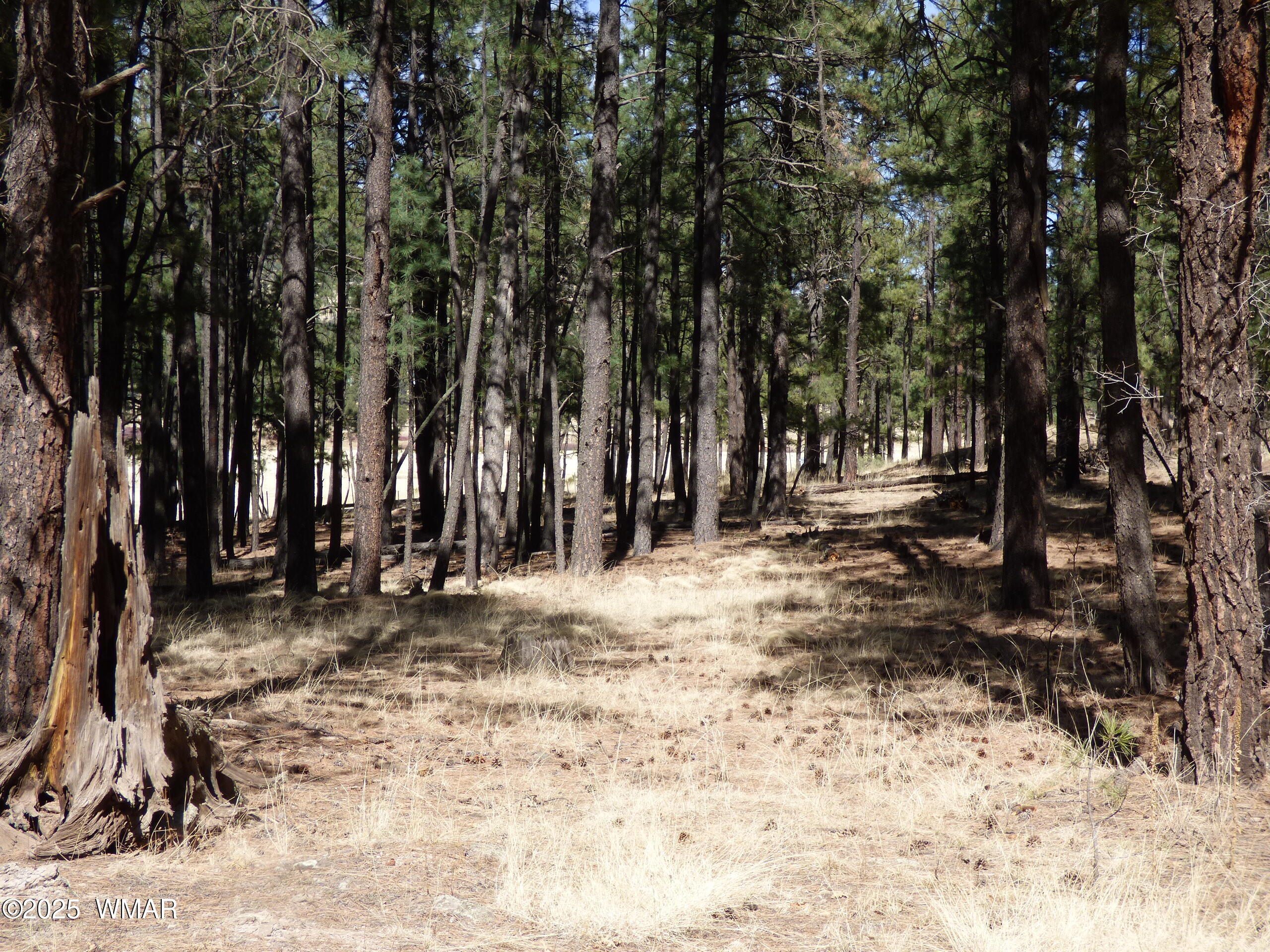 8 B County Road 2267 Road Alpine, AZ 85920 - Photo 15 of 55 P1330490