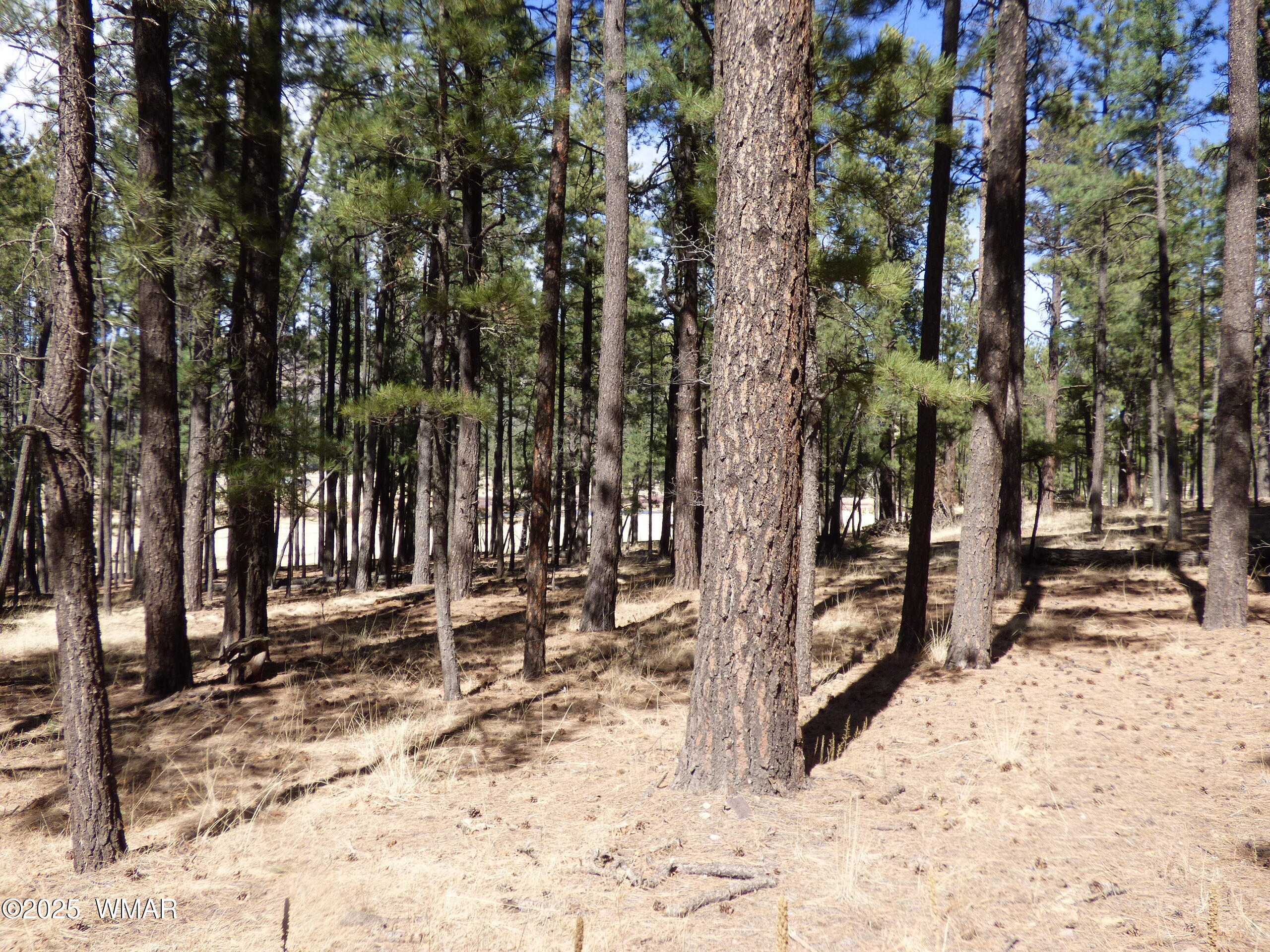 8 B County Road 2267 Road Alpine, AZ 85920 - Photo 19 of 55 P1330498