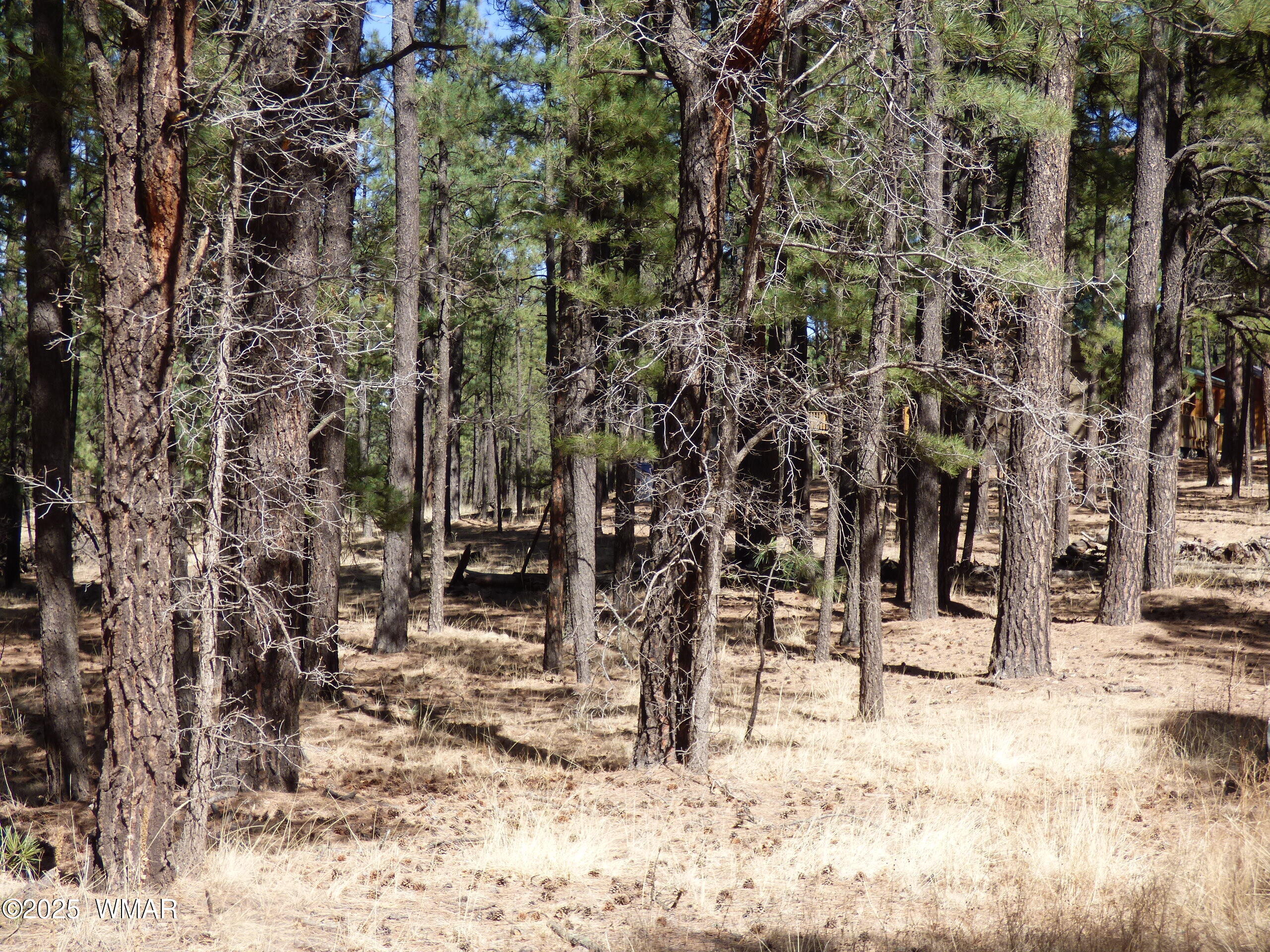 8 B County Road 2267 Road Alpine, AZ 85920 - Photo 20 of 55 P1330492