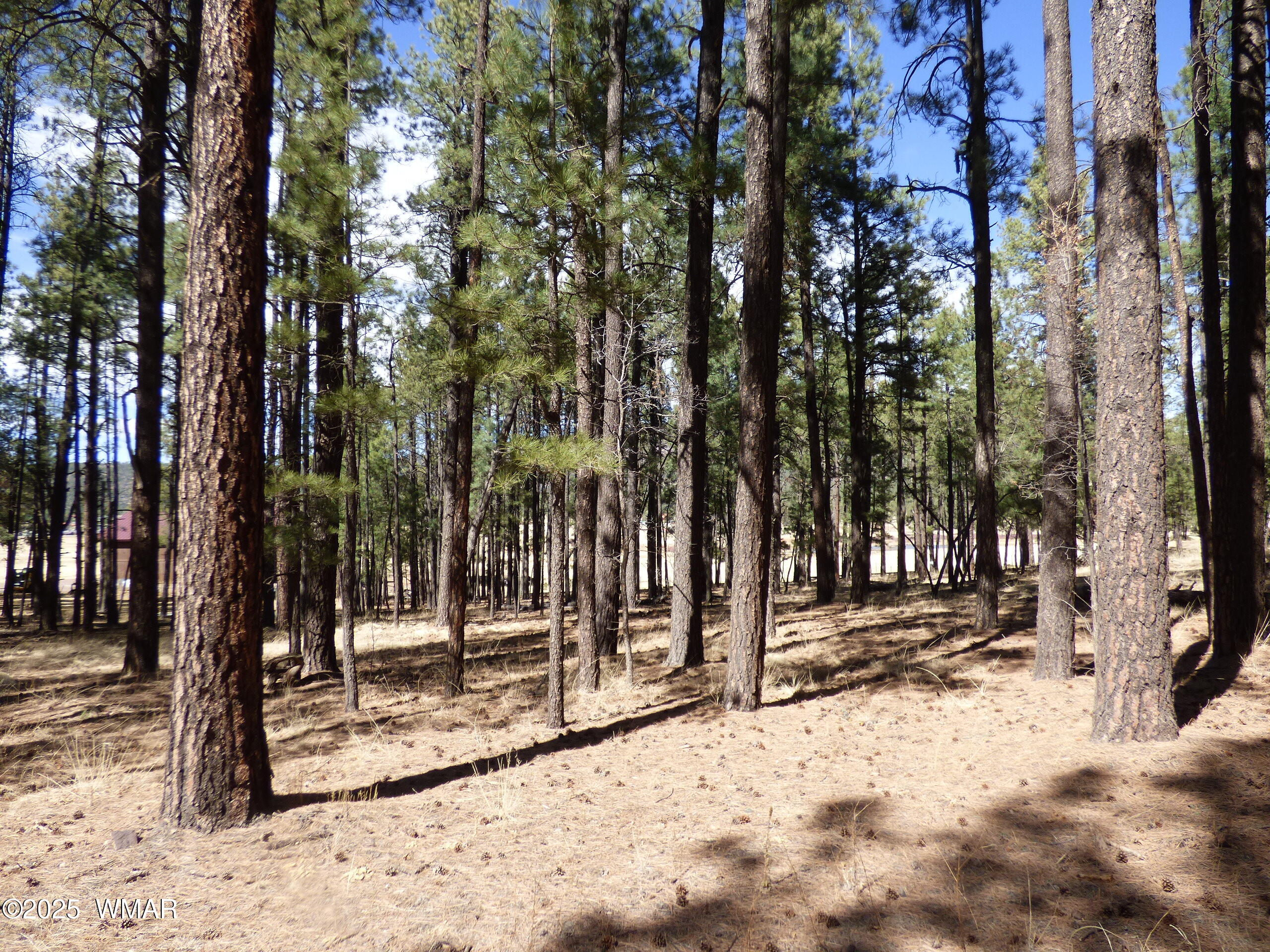 8 B County Road 2267 Road Alpine, AZ 85920 - Photo 2 of 55 P1330499