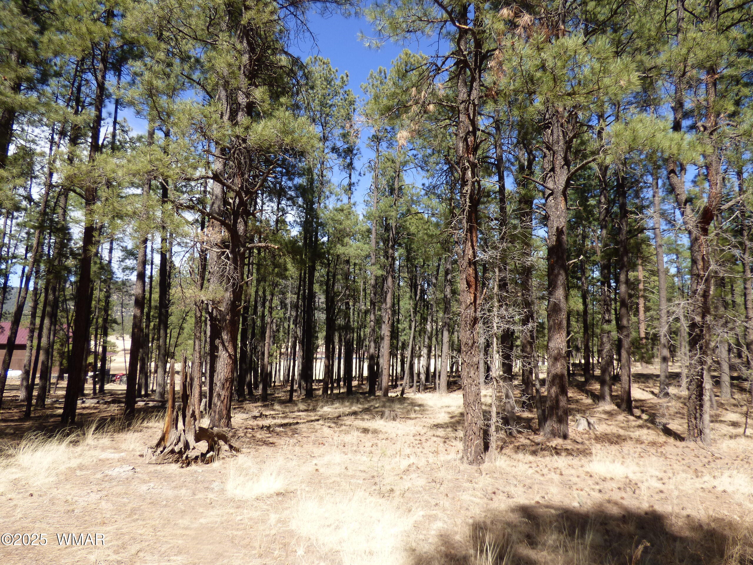8 B County Road 2267 Road Alpine, AZ 85920 - Photo 21 of 55 8B County Road 2267