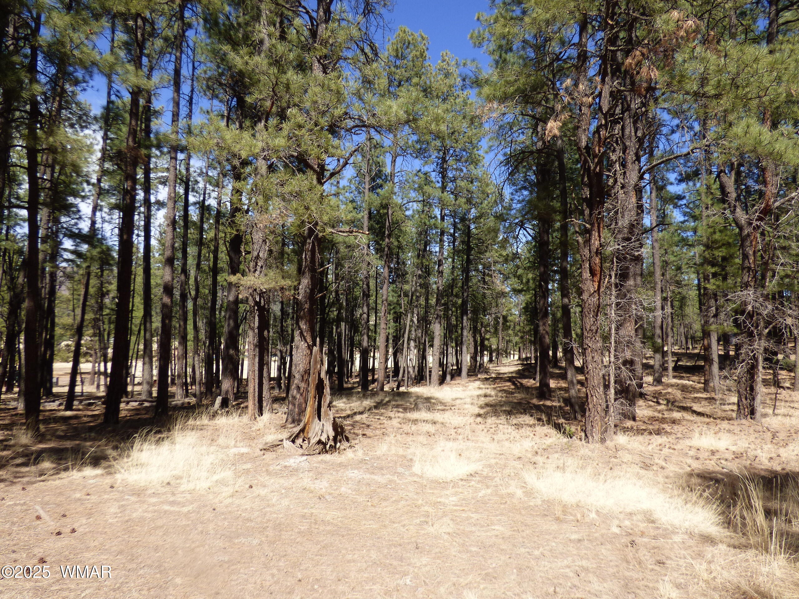 8 B County Road 2267 Road Alpine, AZ 85920 - Photo 24 of 55 P1330489