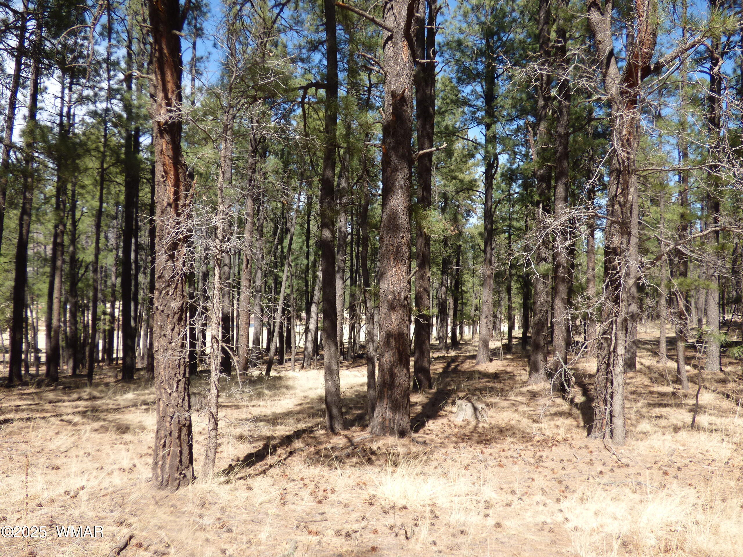 8 B County Road 2267 Road Alpine, AZ 85920 - Photo 26 of 55 P1330493