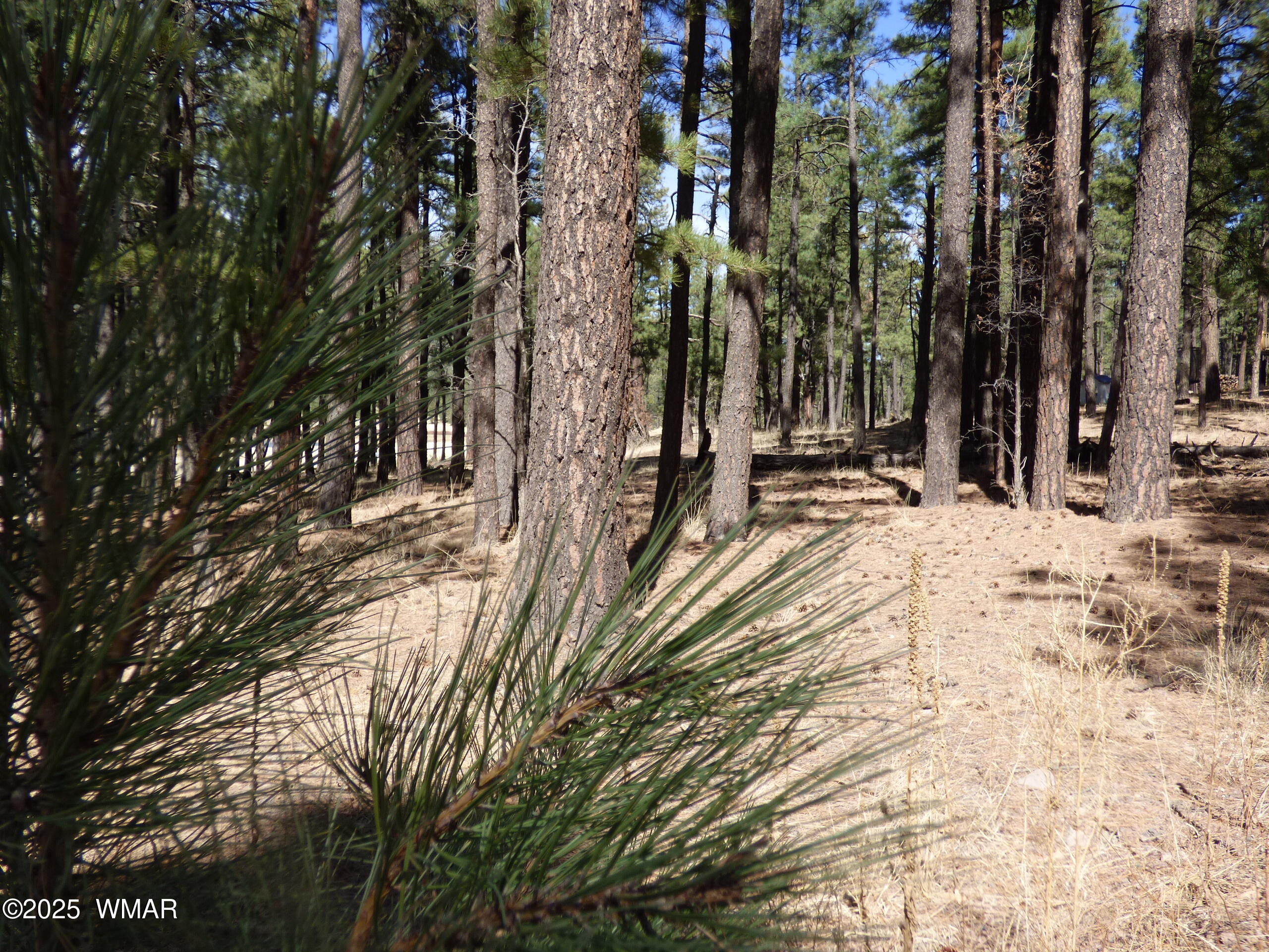 8 B County Road 2267 Road Alpine, AZ 85920 - Photo 35 of 55 P1330494