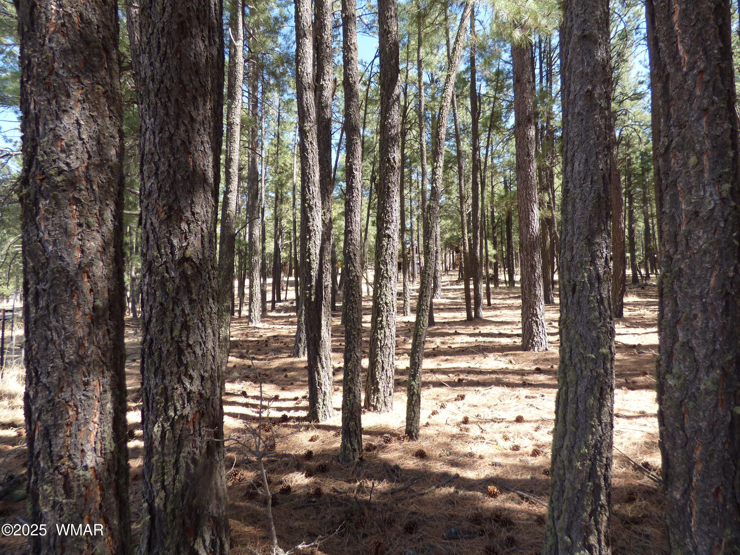 8 B County Road 2267 Road Alpine, AZ 85920 - Photo 43 of 55 P1330527
