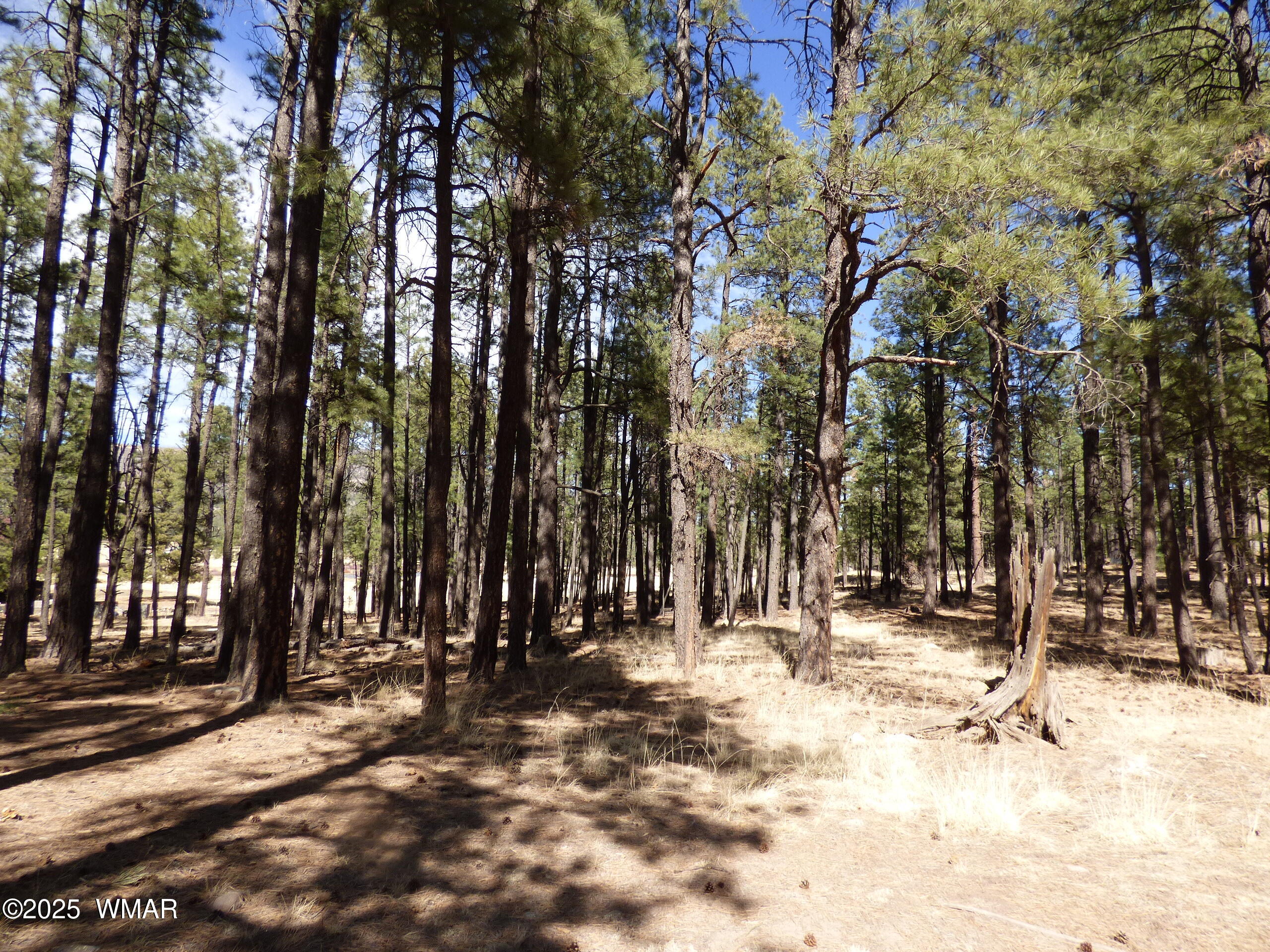 8 B County Road 2267 Road Alpine, AZ 85920 - Photo 55 of 55 P1330540
