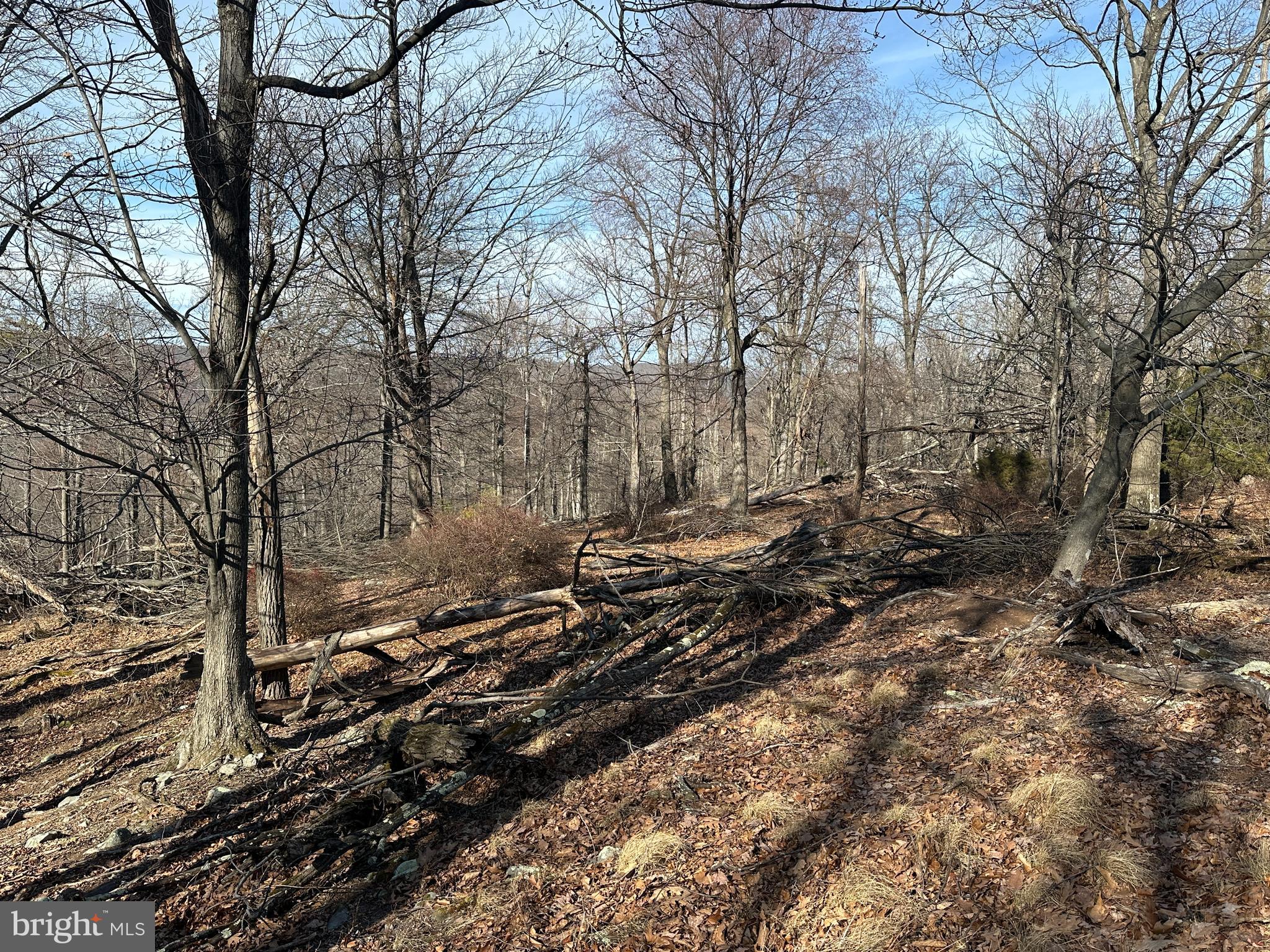 116 River Ridge Yellow Spring, WV 26865 - Photo 13 of 41 a view of a yard with trees