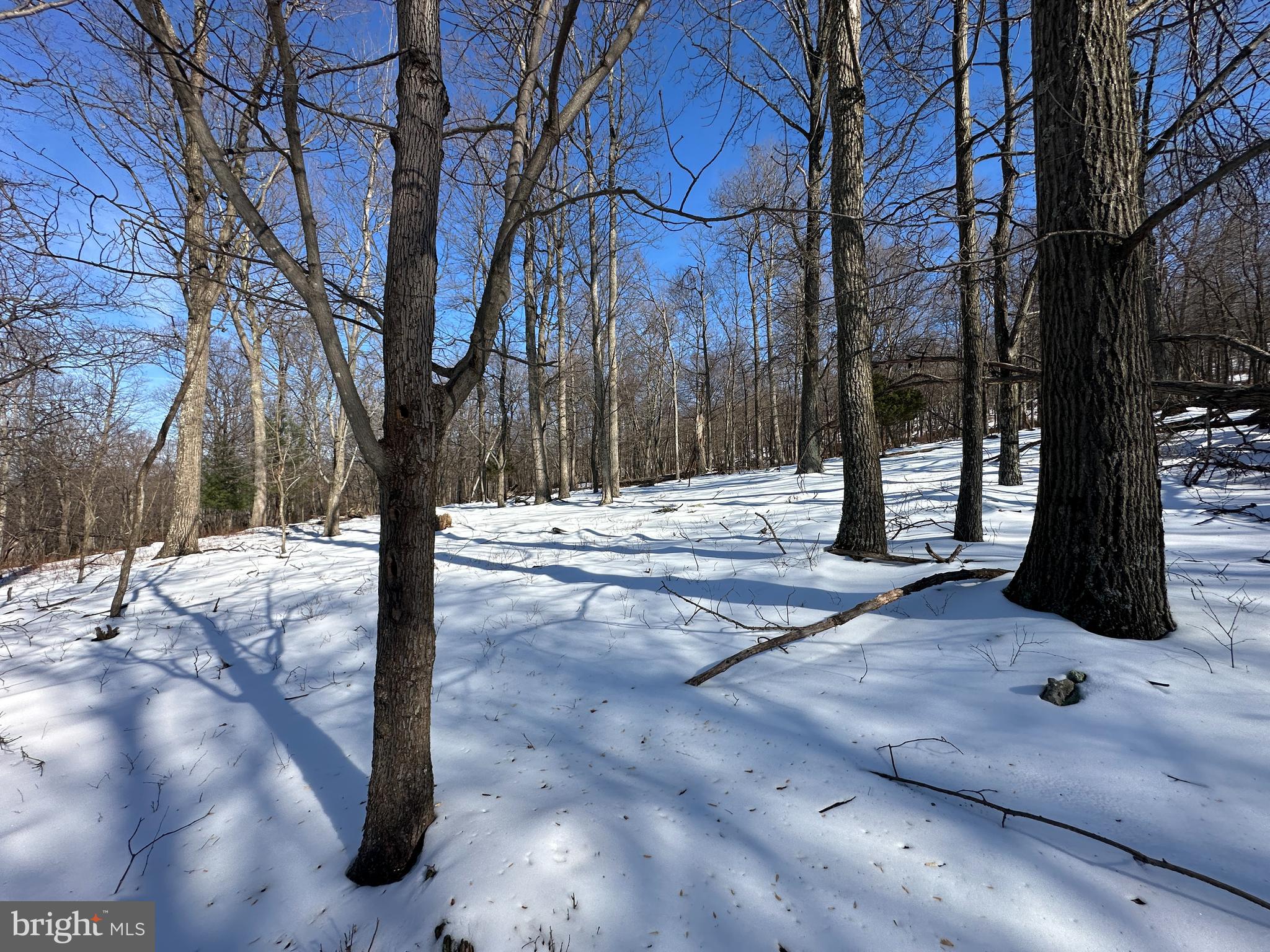 116 River Ridge Yellow Spring, WV 26865 - Photo 16 of 41 a view of yard with trees