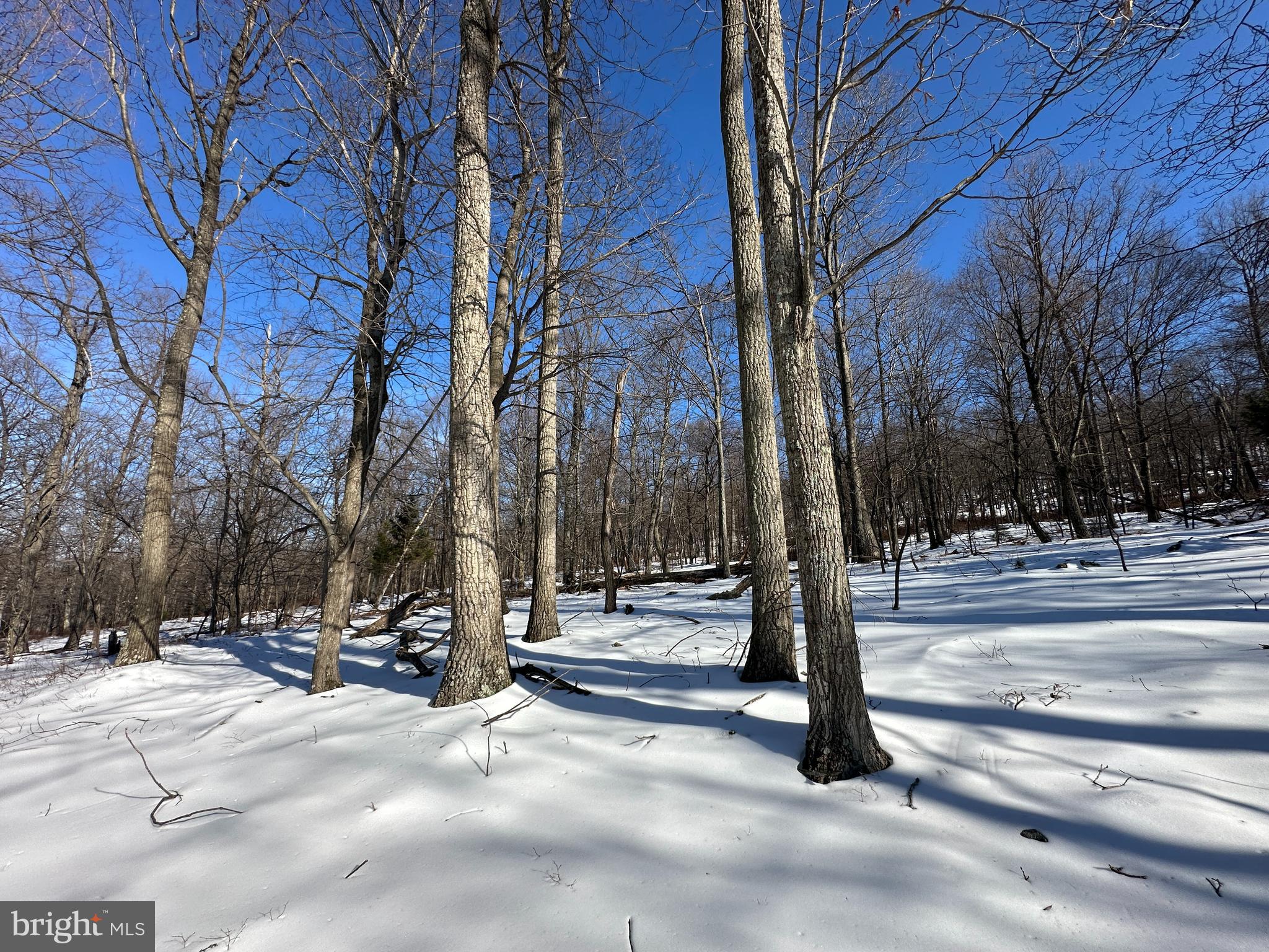 116 River Ridge Yellow Spring, WV 26865 - Photo 10 of 41 a view of park with tree