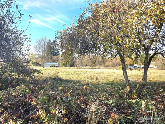 a view of yard covered with trees