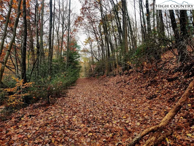 a view of a forest with trees