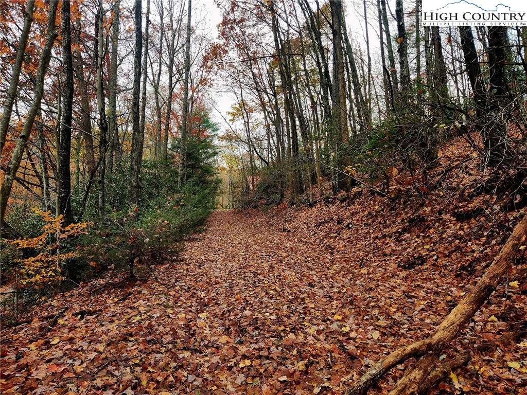 2876 Howard's Creek Road Boone, NC 28607 - Photo 16 of 34 a view of a forest with trees
