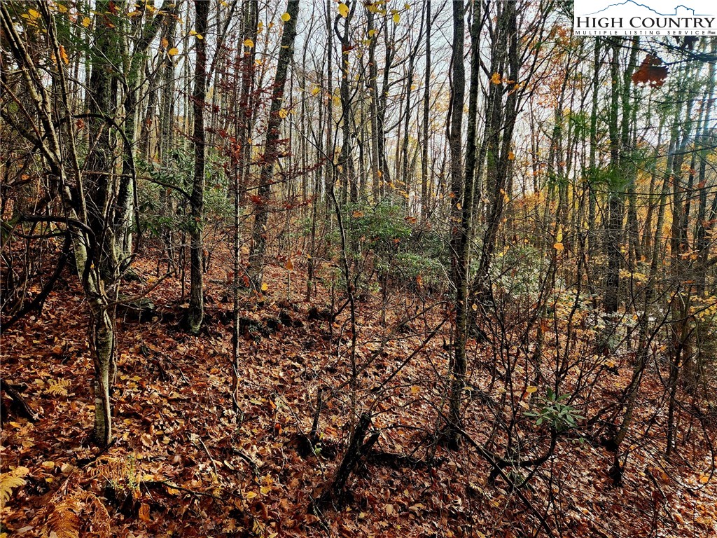 2876 Howard's Creek Road Boone, NC 28607 - Photo 18 of 34 a view of a yard with a tree