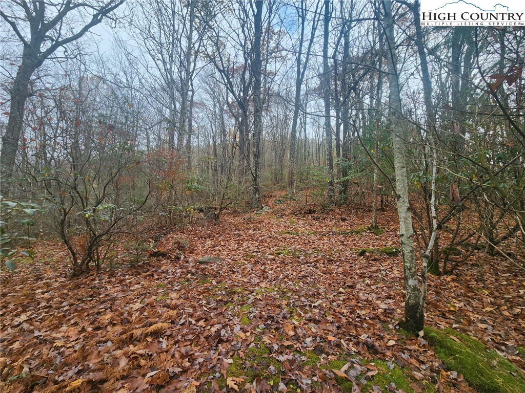 2876 Howard's Creek Road Boone, NC 28607 - Photo 20 of 34 a view of a yard with trees