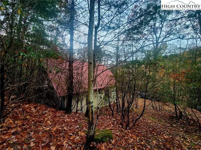a view of a forest that has large trees