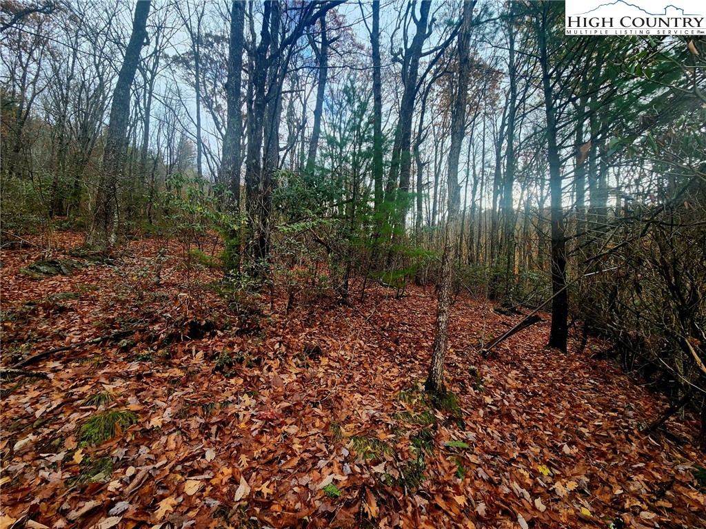 2876 Howard's Creek Road Boone, NC 28607 - Photo 22 of 34 a view of a forest that has large trees