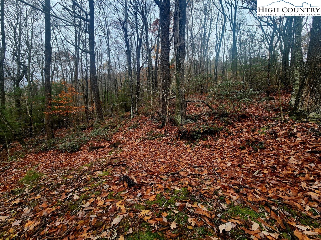 2876 Howard's Creek Road Boone, NC 28607 - Photo 23 of 34 a view of a forest with trees in the background