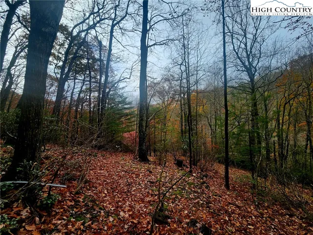 a view of a forest filled with trees