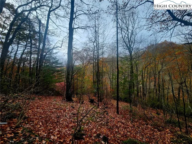 a view of a forest filled with trees