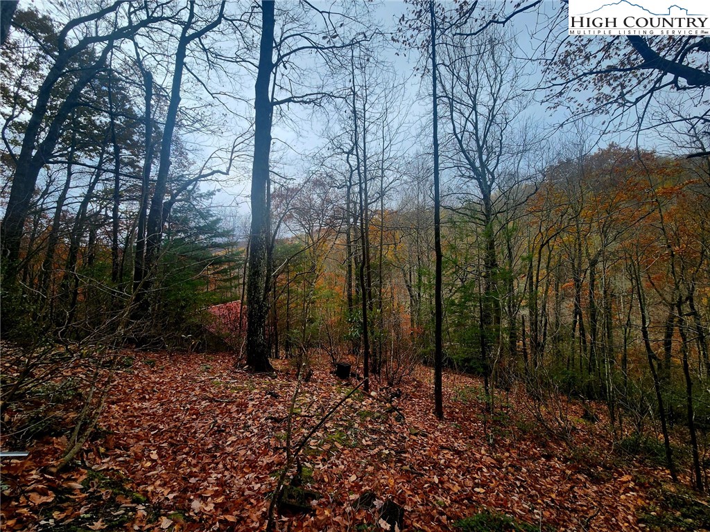 2876 Howard's Creek Road Boone, NC 28607 - Photo 26 of 34 a view of a forest filled with trees