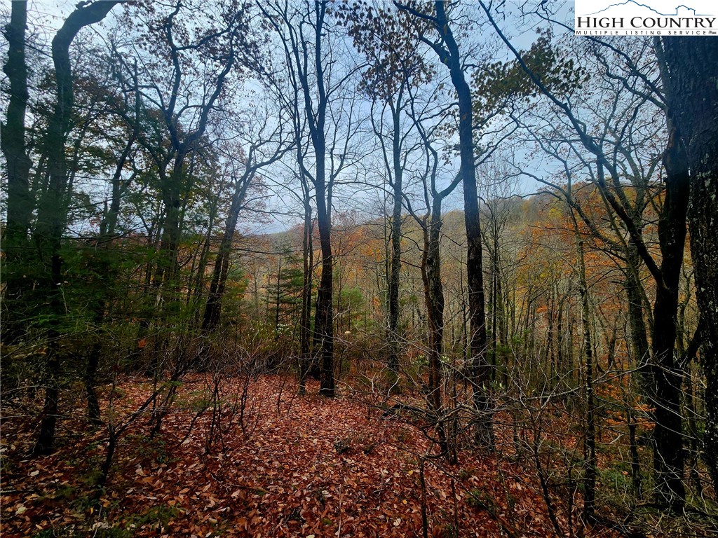 2876 Howard's Creek Road Boone, NC 28607 - Photo 31 of 34 a view of forest
