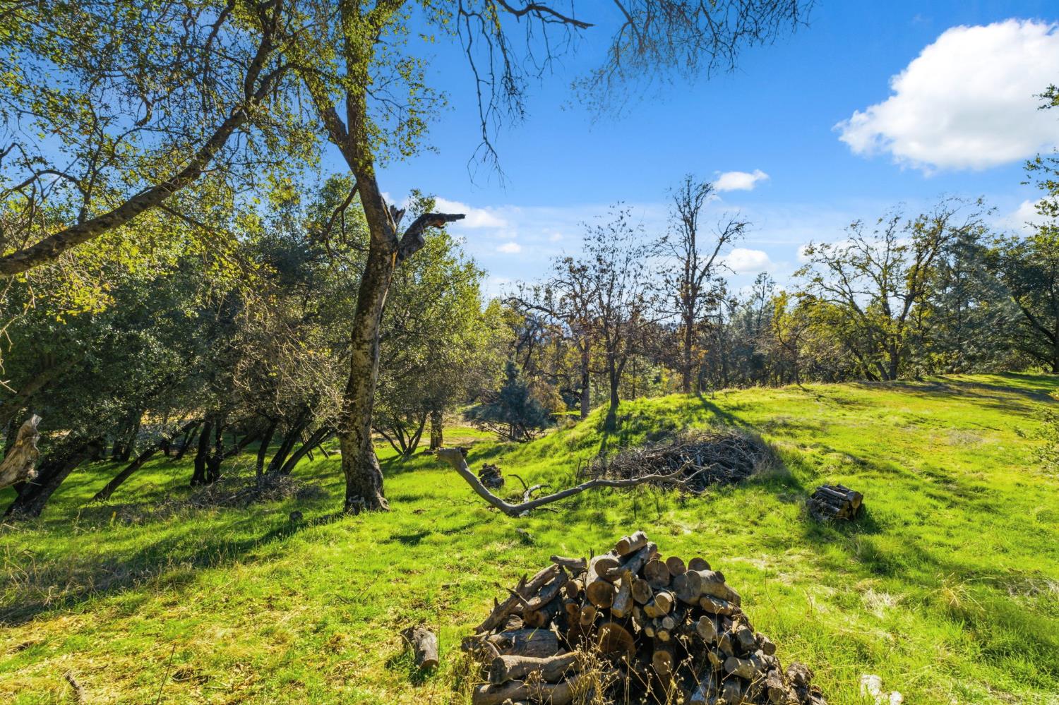 40089 John West Road Oakhurst, CA 93644 - Photo 37 of 59 a view of a yard with plants and large trees